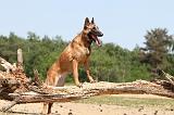 MALINOIS 747